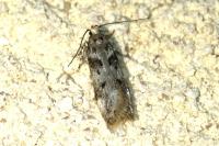 Chionodes electella