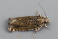 Zeiraphera isertana