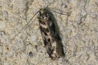 Chionodes electella