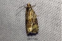 Celypha lacunana