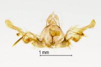 Celypha lacunana
