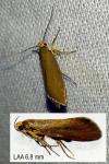 Crassa unitella