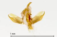 Crassa unitella
