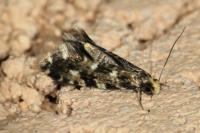 Nemapogon cloacellus
