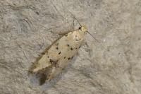 Pseudotelphusa occidentella