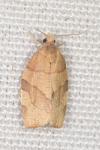 Pandemis cerasana