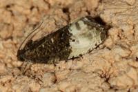 Hedya nubiferana