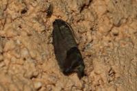 Cydia pomonella