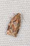 Archips xylosteana