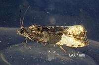 Hedya nubiferana