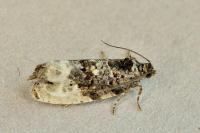 Hedya nubiferana