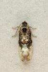 Hedya nubiferana