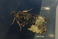 Hedya pruniana