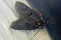 Luquetia lobella