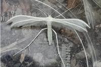 Pterophorus pentadactylus
