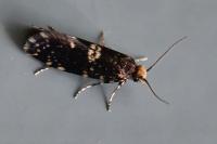 Diplodoma laichartingella