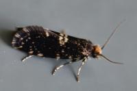 Diplodoma laichartingella