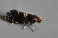 Diplodoma laichartingella
