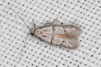 Symmocoides oxybiella