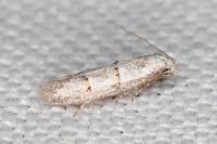 Symmocoides oxybiella