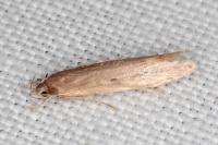 Limnaecia phragmitella