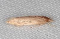 Limnaecia phragmitella
