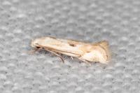 Elachista contaminatella