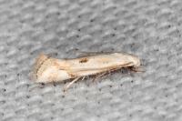 Elachista contaminatella