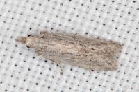Anarsia leberonella