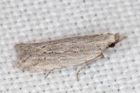 Anarsia leberonella