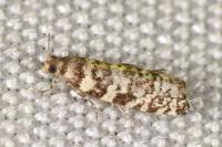 Epinotia tedella