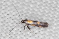 Euspilapteryx auroguttella