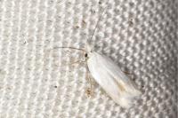 Opostega salaciella