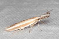 Pleurota aristella
