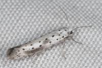 Yponomeuta irrorella