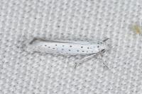 Yponomeuta evonymella