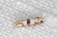Infurcitinea atrifasciella