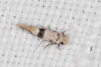 Infurcitinea atrifasciella