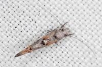 Zelleria oleastrella
