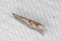Zelleria oleastrella