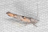 Zelleria oleastrella