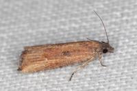 Bactra venosana