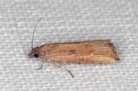 Bactra venosana