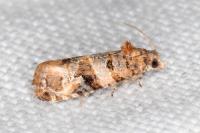 Lobesia botrana