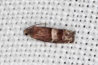 Pammene oxycedrana