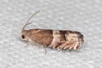 Pammene oxycedrana