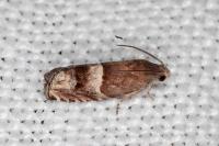 Pammene oxycedrana