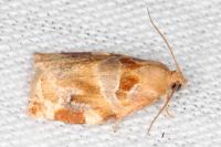 Archips xylosteana