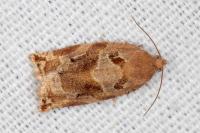 Archips xylosteana