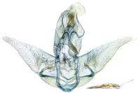 Agonopterix purpurea